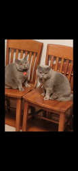 Lost Male Cat last seen Wexford and Broadview, Parma, OH 44129