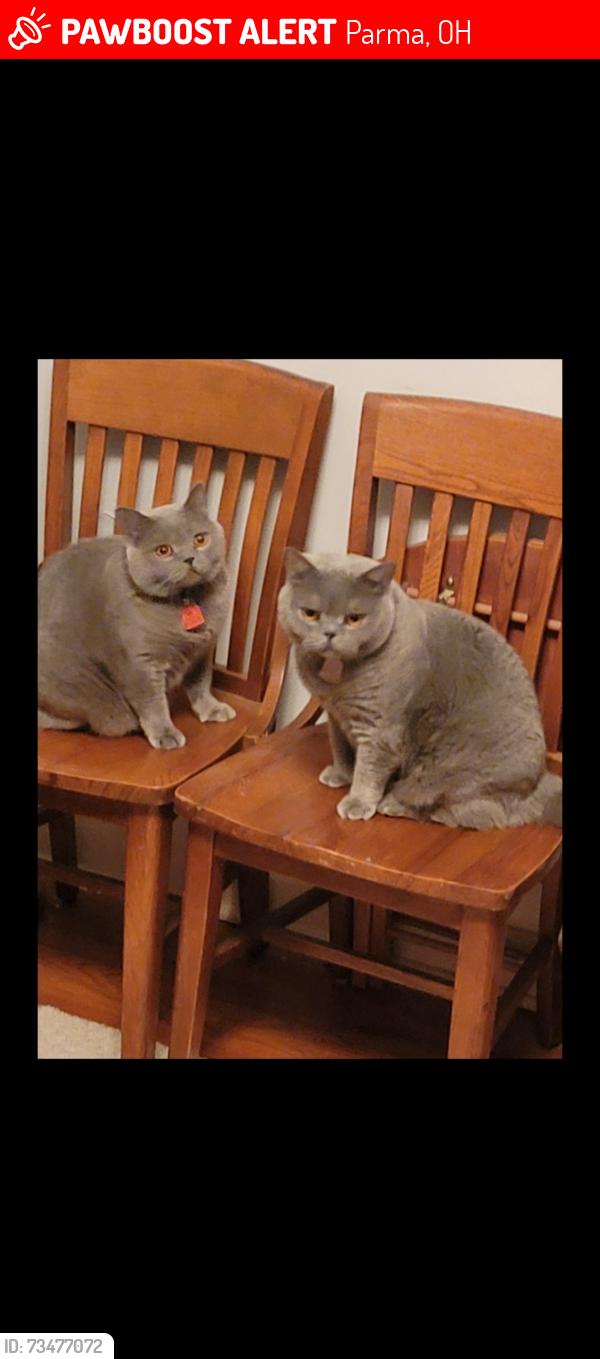 Lost Male Cat last seen Wexford and Broadview, Parma, OH 44129