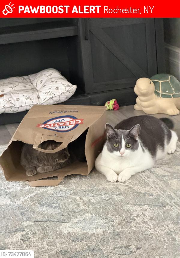 Lost Male Cat last seen Meigs/Goodman, Rochester, NY 14620
