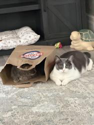 Lost Male Cat last seen Meigs/Goodman, Rochester, NY 14620