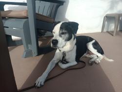 Reunited Male Dog last seen Near Georgia St SE, Albuquerque, NM 87108, USA, Albuquerque, NM 87108