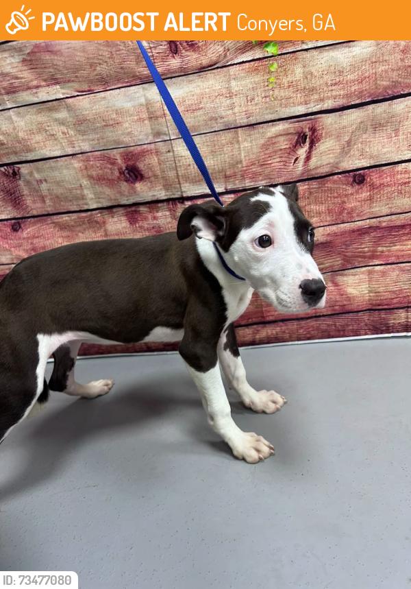 Found/Stray Unknown Dog last seen Located at Rockdale County Animal Service, 1506 Rockbridge Road, Conyers, GA 30012, Conyers, GA 30012