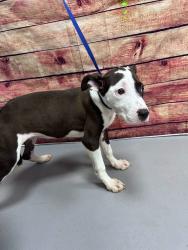 Found/Stray Unknown Dog last seen Located at Rockdale County Animal Service, 1506 Rockbridge Road, Conyers, GA 30012, Conyers, GA 30012