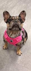 Reunited Female Dog last seen Hwy 146 by Mccoys, Dayton, TX 77535