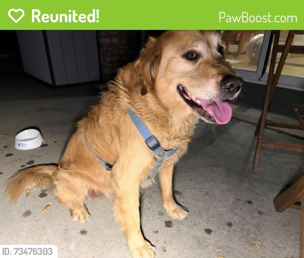 Reunited Male Dog last seen Near Union Ave, San Jose, CA 95124, San Jose, CA 95124