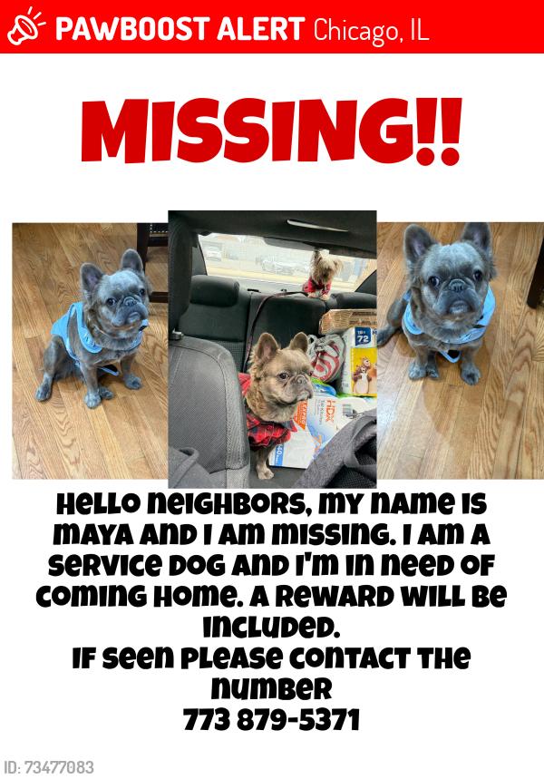 Lost Female Dog last seen Polk and Francisco, Chicago, IL 60612