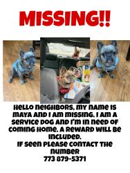 Lost Female Dog last seen Polk and Francisco, Chicago, IL 60612