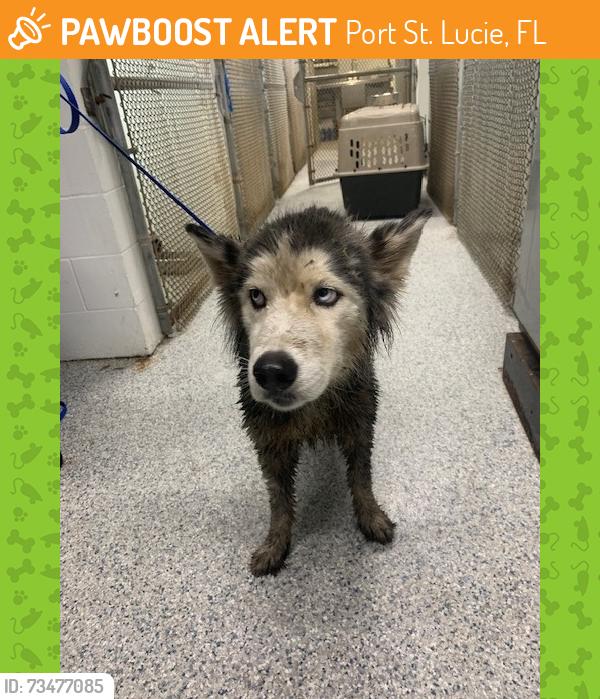 Found/Stray Unknown Dog last seen port st lucie, Port St. Lucie, FL 34986
