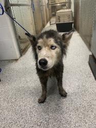 Found/Stray Unknown Dog last seen port st lucie, Port St. Lucie, FL 34986