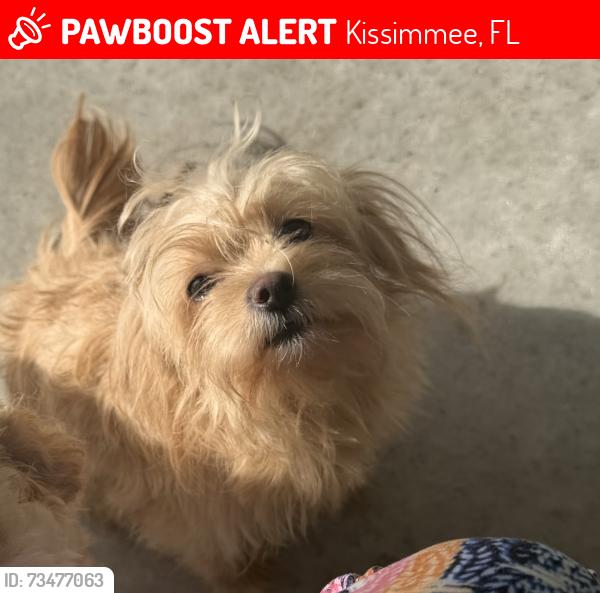 Lost Female Dog last seen Tohoqua blvd, Kissimmee, FL 34744