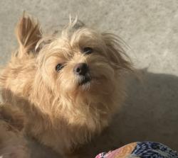 Lost Female Dog last seen Tohoqua blvd, Kissimmee, FL 34744