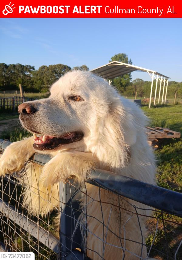 Lost Male Dog last seen Hwy 69 / Cullman Road, Cullman County, AL 35058