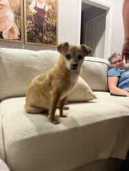 Reunited Male Dog last seen Near Havasu Way, High Point, NC 27265, USA, High Point, NC 27265