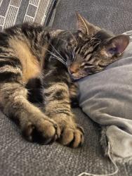 Lost Male Cat last seen 151st and cool creek, Carmel, IN 46033