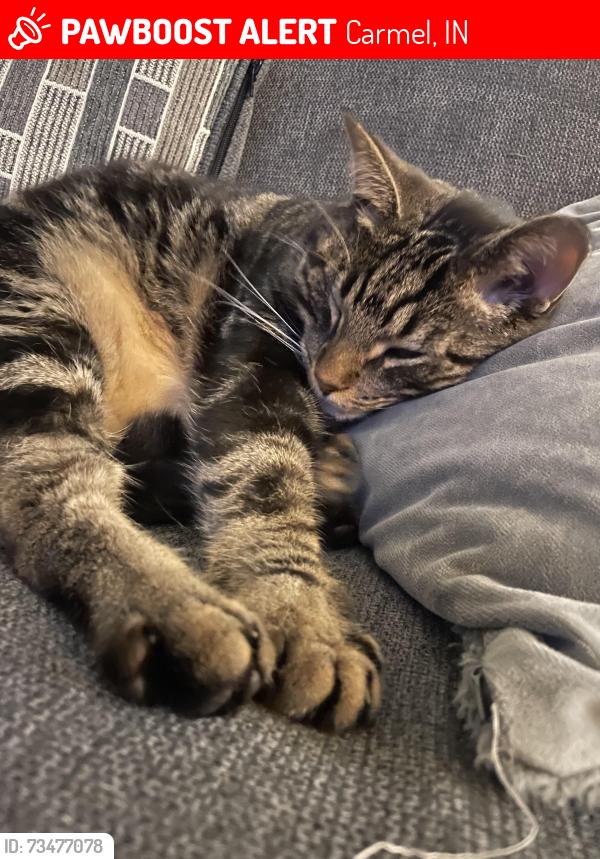 Lost Male Cat last seen 151st and cool creek, Carmel, IN 46033