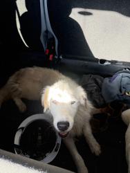 Found/Stray Male Dog last seen chadbourne St, San Angelo, TX 76904