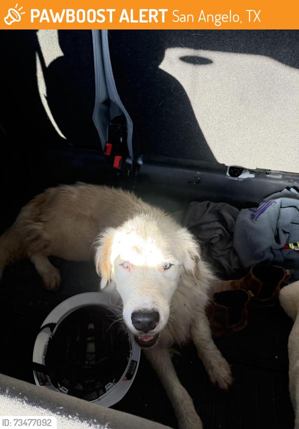 Found/Stray Male Dog last seen chadbourne St, San Angelo, TX 76904