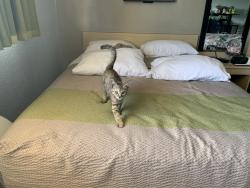 Lost Female Cat last seen Cross street, Baltimore, MD 21225