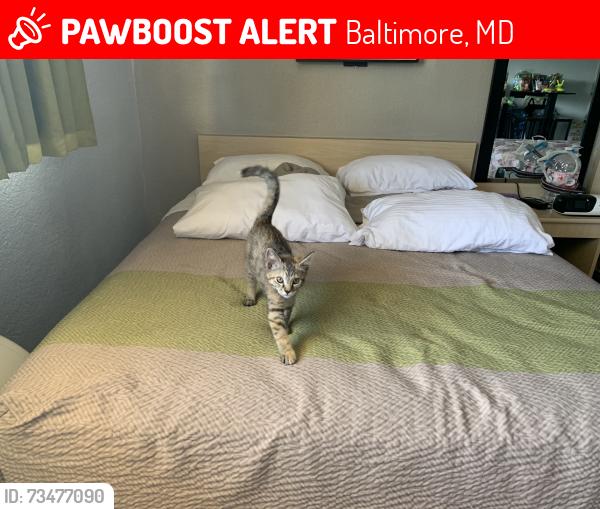 Lost Female Cat last seen Cross street, Baltimore, MD 21225