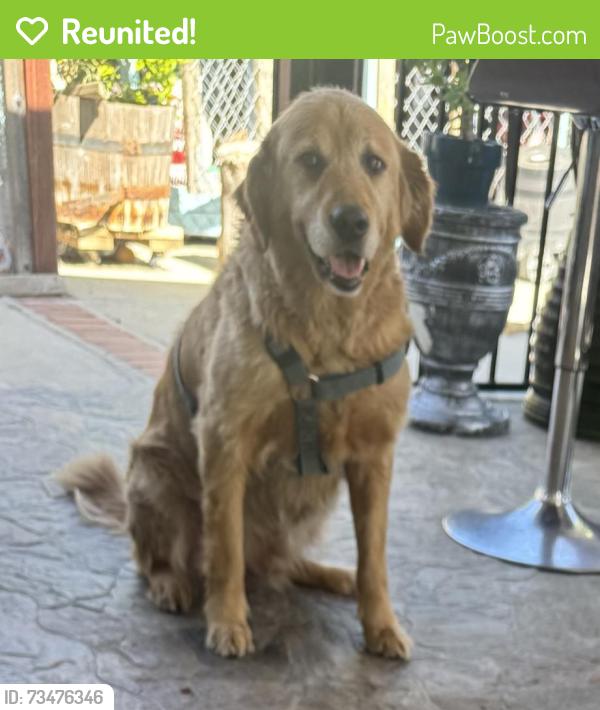 Reunited Male Dog last seen Curtner and Union, San Jose, CA 95125