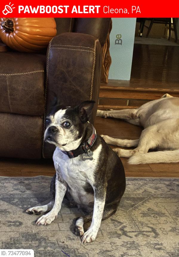 Lost Female Dog last seen Mill St near Giant, Cleona, PA 17042