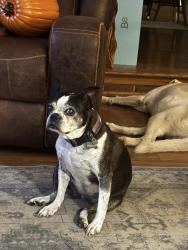 Lost Female Dog last seen Mill St near Giant, Cleona, PA 17042