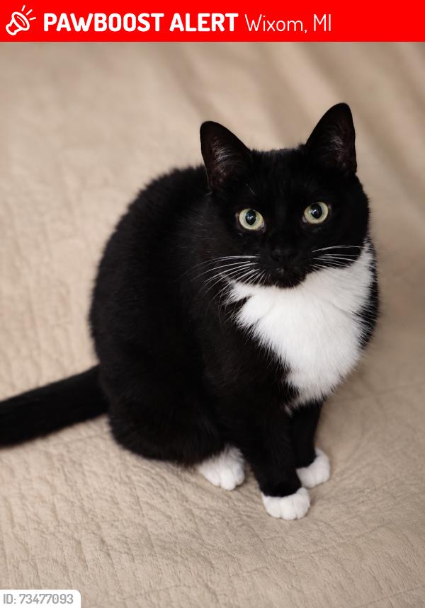 Lost Female Cat last seen Beck and Pontiac Trail, Wixom, MI 48393