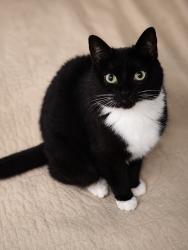 Lost Female Cat last seen Beck and Pontiac Trail, Wixom, MI 48393