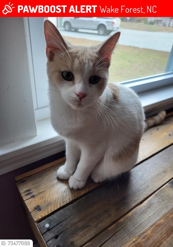 Lost Male Cat last seen My front porch, Wake Forest, NC 27587