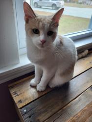 Lost Male Cat last seen My front porch, Wake Forest, NC 27587
