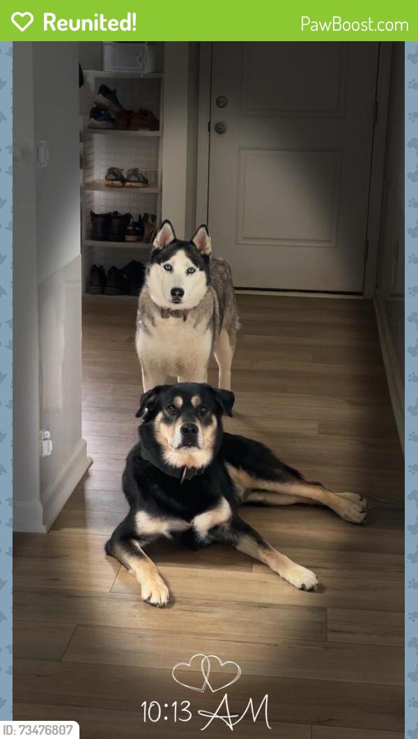 Reunited Male Dog last seen Joyce circle, High Point, NC 27265