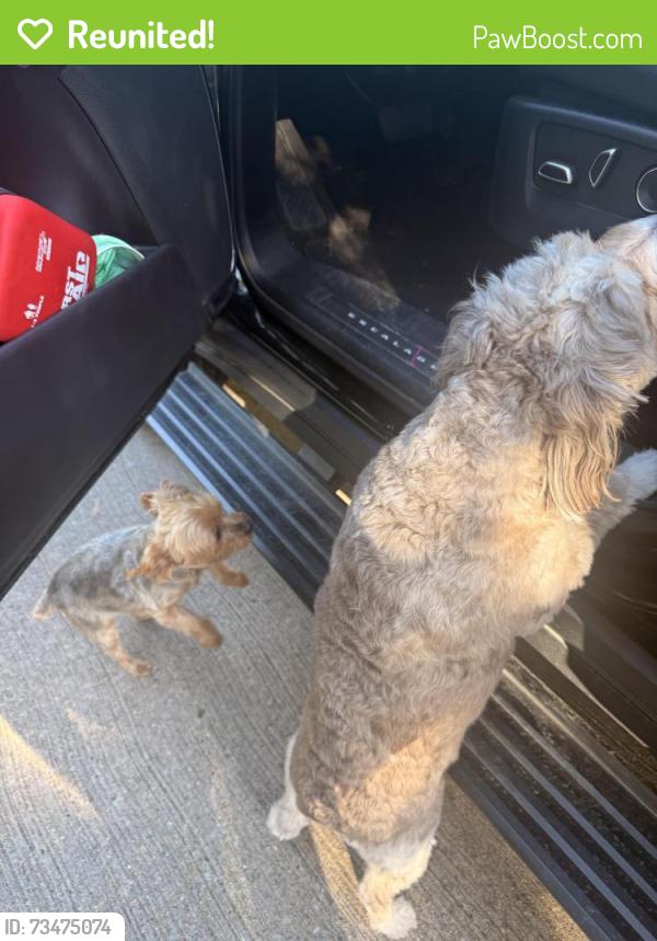 Reunited Unknown Dog last seen Twin lakes way, Plano, TX 75093