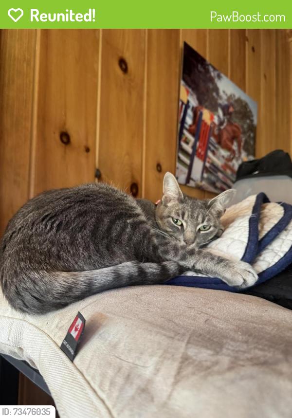 Reunited Female Cat last seen Landrum mill rd, Campobello, SC 29322