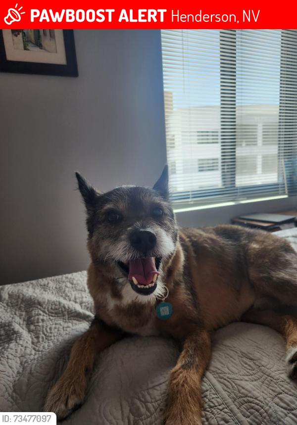 Lost Male Dog last seen Equestrian park, Henderson, NV 89015