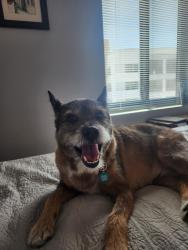 Lost Male Dog last seen Equestrian park, Henderson, NV 89015