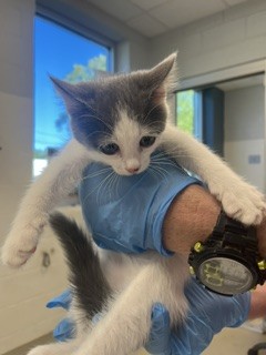 Shelter Stray Female Cat last seen BURLINGTON AC, 221 Stone Quarry Rd, Burlington, NC 27217, USA