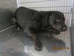 Shelter Stray Female Dog last seen , 1850 W 60th St, Los Angeles, CA 90047, USA
