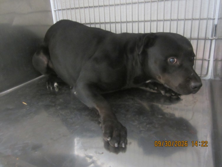 Shelter Stray Female Dog last seen , 1850 W 60th St, Los Angeles, CA 90047, USA