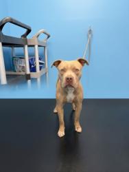 Shelter Stray Male Dog last seen , 1850 W 60th St, Los Angeles, CA 90047, USA
