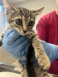 Shelter Stray Male Cat last seen BURLINGTON AC, 221 Stone Quarry Rd, Burlington, NC 27217, USA