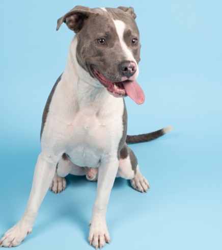 Shelter Stray Male Dog last seen , 1850 W 60th St, Los Angeles, CA 90047, USA