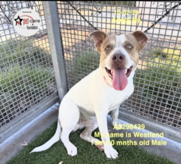 Shelter Stray Male Dog last seen , 1850 W 60th St, Los Angeles, CA 90047, USA