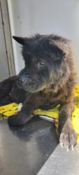 Shelter Stray Female Dog last seen , 1850 W 60th St, Los Angeles, CA 90047, USA