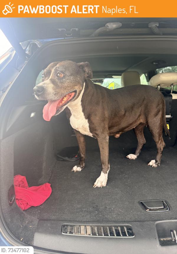 Found/Stray Female Dog last seen Manatee cove, Naples, FL 34114