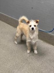 Shelter Stray Male Dog last seen , 655 N Mojave Rd, Las Vegas, NV 89101, USA