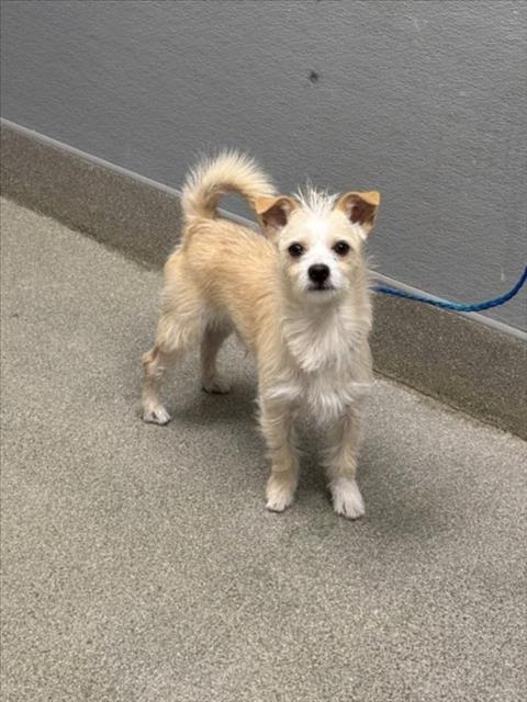 Shelter Stray Male Dog last seen , 655 N Mojave Rd, Las Vegas, NV 89101, USA