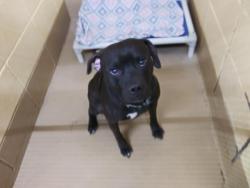 Shelter Stray Male Dog last seen Near BLOCK UNIVERSITY DR, 4950 SW Triana Blvd, Huntsville, AL 35805, USA