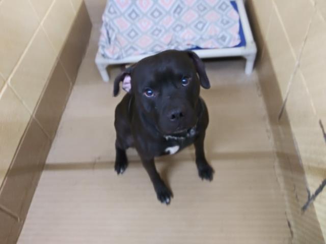 Shelter Stray Male Dog last seen Near BLOCK UNIVERSITY DR, 4950 SW Triana Blvd, Huntsville, AL 35805, USA