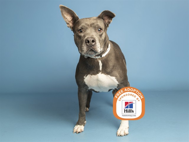 Shelter Stray Female Dog last seen W CHUCK BOX RD / S 50TH AVE, 5501 E Van Buren St, Phoenix, AZ 85008, USA