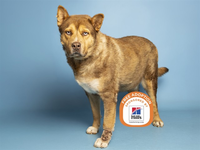 Shelter Stray Male Dog last seen SR85 AND NARRAMORE, 5501 E Van Buren St, Phoenix, AZ 85008, USA